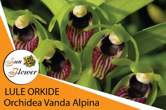 Lule Orchidea Vanda Alpina nga SUN FLOWER ALBANIA